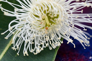 Eucalypt Flower